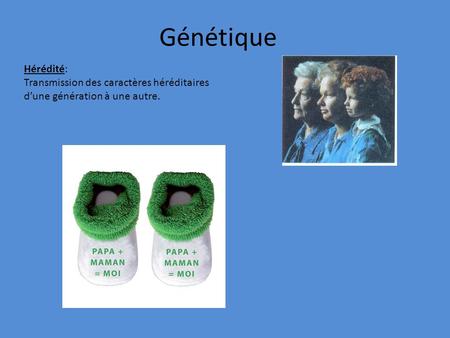Génétique Hérédité: Transmission des caractères héréditaires d’une génération à une autre.