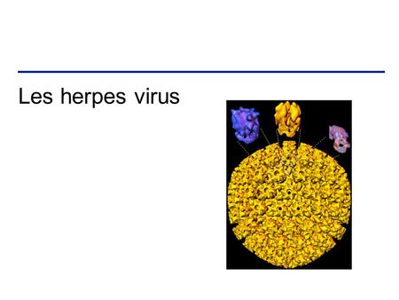 Les herpes virus.