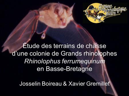 Étude des terrains de chasse d’une colonie de Grands rhinolophes Rhinolophus ferrumequinum en Basse-Bretagne Josselin Boireau & Xavier Gremillet.