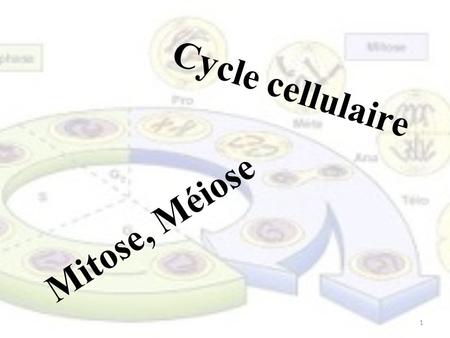 Cycle cellulaire Mitose, Méiose.