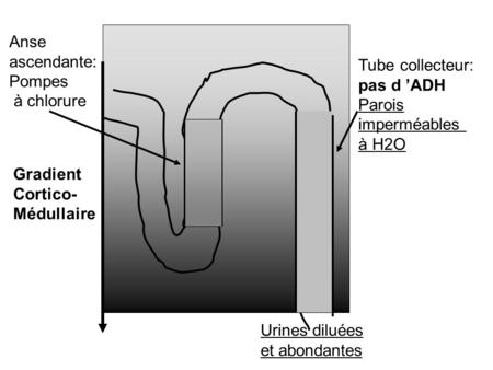 Anse ascendante: Pompes à chlorure Tube collecteur: pas d ’ADH Parois