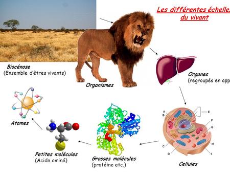 Biocénose (Ensemble d’êtres vivants) ‏ Organismes Organes (regroupés en appareils) ‏ Cellules Grosses molécules (protéine etc.) ‏ Petites molécules (Acide.