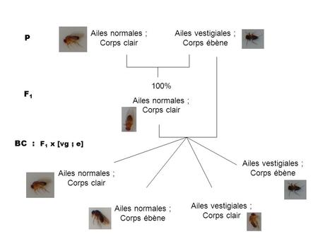 Ailes normales ; Corps clair Ailes vestigiales ; Corps ébène P