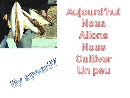La palourde indigène en France est l'espèce Tapes decussatus, mais on retrouve de plus en plus sur le littoral français (principalement atlantique) la.