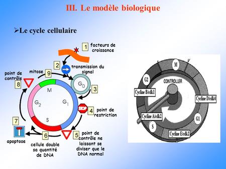 III. Le modèle biologique  Le cycle cellulaire facteurs de croissance transmission du signal point de restriction point de contrôle ne laissant se diviser.