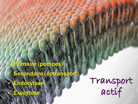 Transport actif Primaire (pompes) Secondaire (cotransport) Endocytose