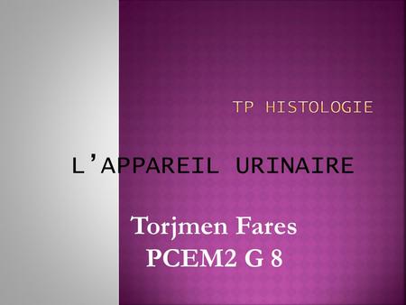 TP HISTOLOGIE L’APPAREIL URINAIRE Torjmen Fares PCEM2 G 8.