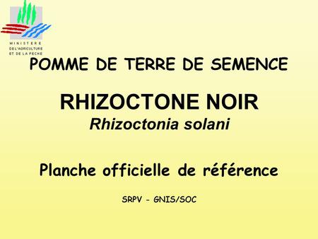 POMME DE TERRE DE SEMENCE RHIZOCTONE NOIR Rhizoctonia solani Planche officielle de référence SRPV - GNIS/SOC.