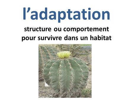 l’adaptation structure ou comportement pour survivre dans un habitat