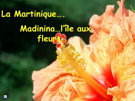 Madinina…l’île aux fleurs…