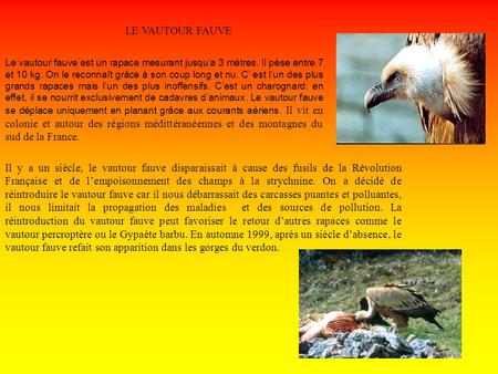 LE VAUTOUR FAUVE Le vautour fauve est un rapace mesurant jusqu’a 3 mètres. Il pèse entre 7 et 10 kg. On le reconnaît grâce à son coup long et nu. C’ est.