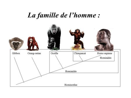 La famille de l’homme :.