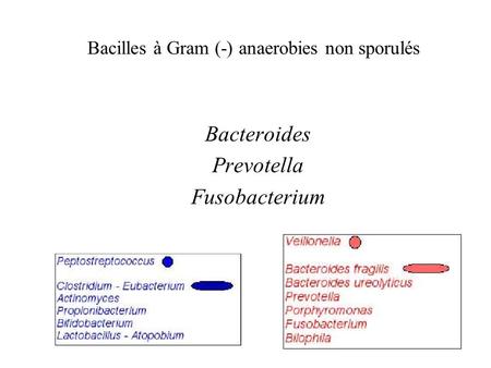 Bacilles à Gram (-) anaerobies non sporulés Bacteroides Prevotella Fusobacterium.