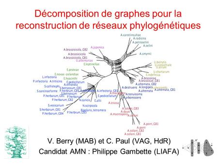 Décomposition de graphes pour la reconstruction de réseaux phylogénétiques V. Berry (MAB) et C. Paul (VAG, HdR) Candidat AMN : Philippe Gambette (LIAFA)