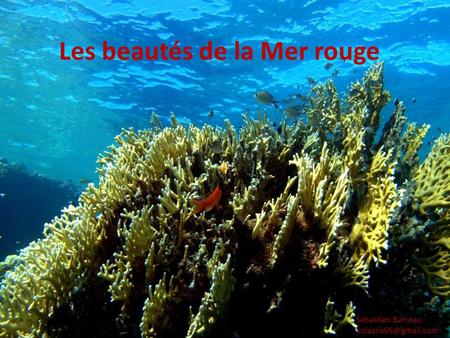 Les beautés de la Mer rouge Sebastien Barreau
