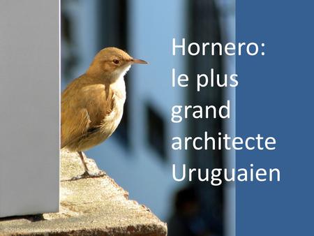 Hornero: le plus grand architecte Uruguaien.