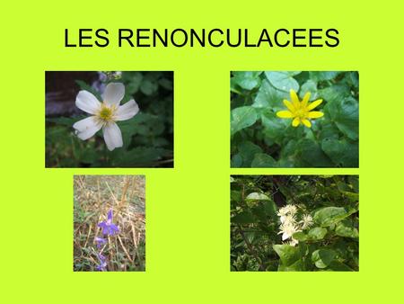 LES RENONCULACEES.