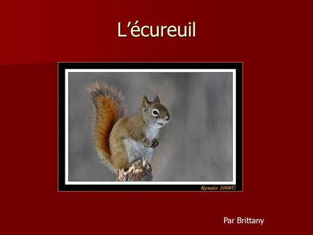 L’écureuil Par Brittany.
