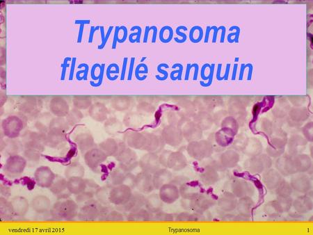 Trypanosoma flagellé sanguin