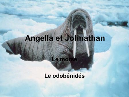 Angella et Johnathan Le morse Le odobénidés.