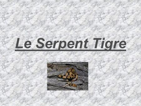 Le Serpent Tigre.