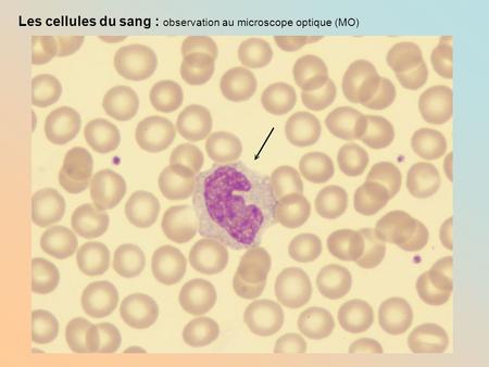 Les cellules du sang : observation au microscope optique (MO)