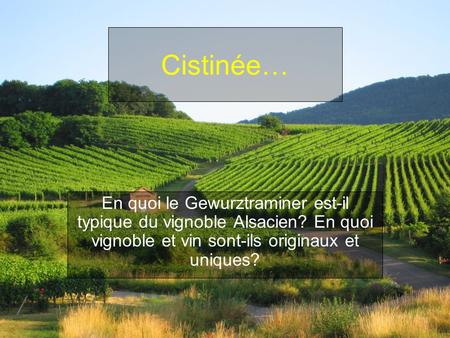 Cistinée… En quoi le Gewurztraminer est-il typique du vignoble Alsacien? En quoi vignoble et vin sont-ils originaux et uniques?