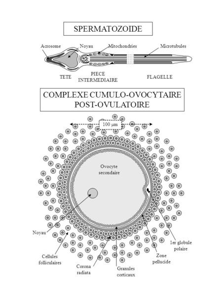 COMPLEXE CUMULO-OVOCYTAIRE POST-OVULATOIRE