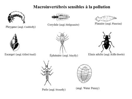 Macroinvertébrés sensibles à la pollution