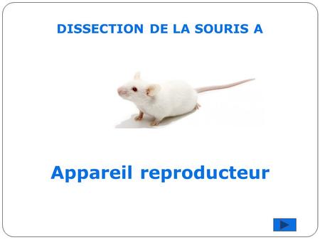 DISSECTION DE LA SOURIS A Appareil reproducteur