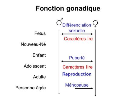 Fonction gonadique Différenciation sexuelle Fetus Nouveau-Né