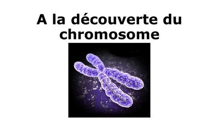 A la découverte du chromosome