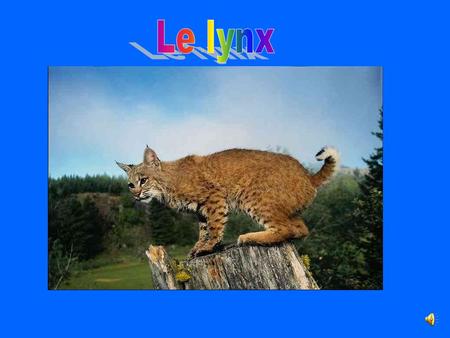 . Le lynx.