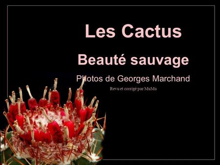 Les Cactus Beauté sauvage Photos de Georges Marchand