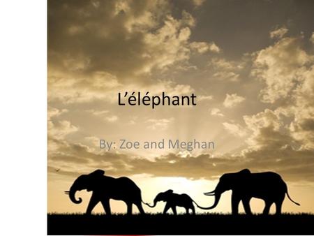 L’éléphant By: Zoe and Meghan. La Description La peau est gris et rides. Les défenses est long et courbre. Veau-nouveau éléphant peser deux cent livres.