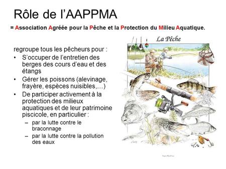 Rôle de l’AAPPMA regroupe tous les pêcheurs pour : S’occuper de l’entretien des berges des cours d’eau et des étangs Gérer les poissons (alevinage, frayère,