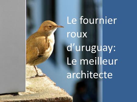 Le fournier roux d’uruguay: Le meilleur architecte.