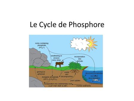 Le Cycle de Phosphore.
