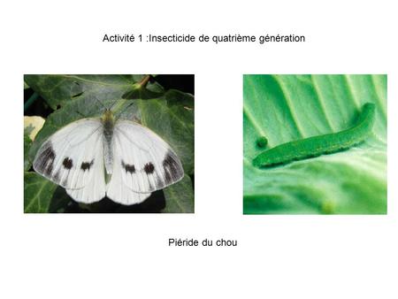 Activité 1 :Insecticide de quatrième génération