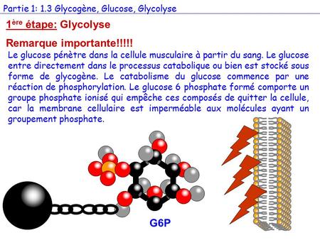 1ère étape: Glycolyse Remarque importante!!!!! G6P