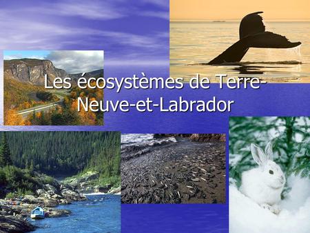 Les écosystèmes de Terre-Neuve-et-Labrador