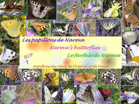 BEPT001 Photos Bernard Guillée © copyright 2006 Les papillons de Nareva Nareva’s butterflies Le farfale di Nareva Papillons des Alpes, de l’Estérel, et.