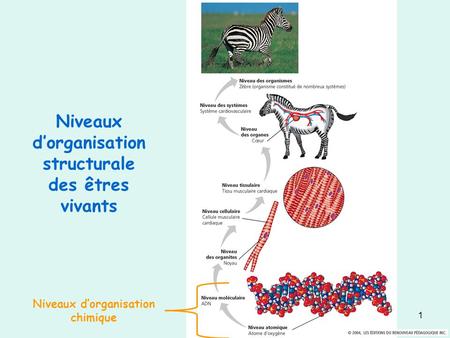 Niveaux d’organisation structurale des êtres vivants