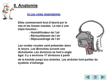 II. Anatomie b) Les voies respiratoires