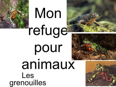 Mon refuge pour animaux Les grenouilles. Bombina bombina Cette grenouille provient de la Sibérie orientale jusqu’en Corée. Elle a un ventre rouge parsemé.