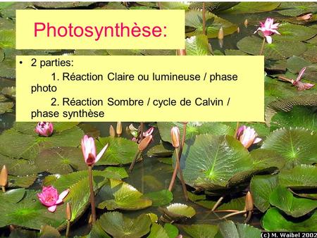 Photosynthèse: 2 parties: