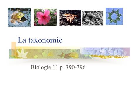 La taxonomie Biologie 11 p. 390-396.