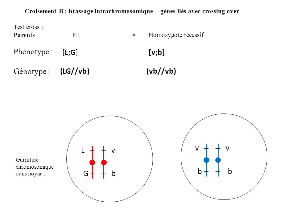 Phenotype Genotype L G V B Lg Vb Vb Vb V B L V G B Ppt Video Online Telecharger