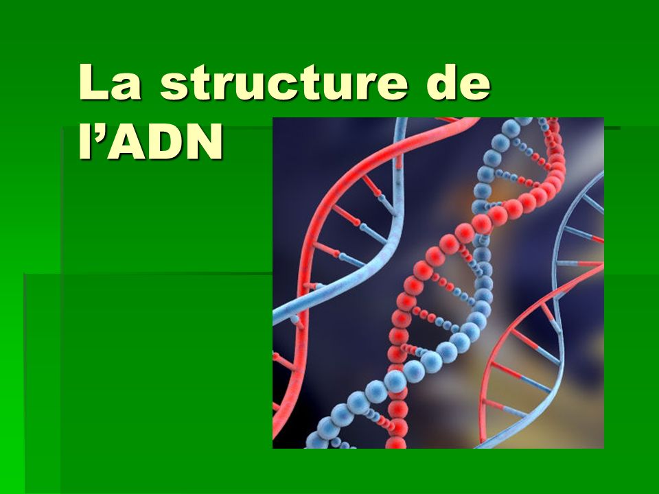 La structure de l'ADN. - ppt video online télécharger