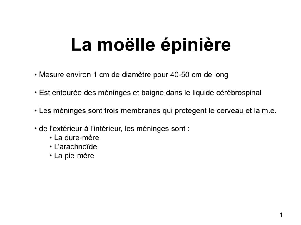 histologie de la moelle épinière de la dure mère